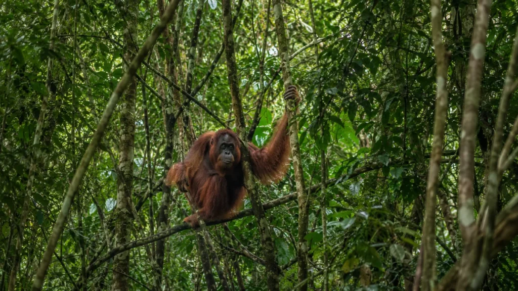 Malaysia Travel Guide
