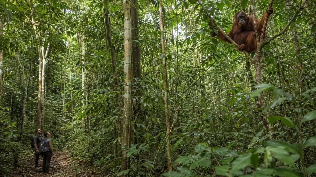 Travel Indonesia Guide