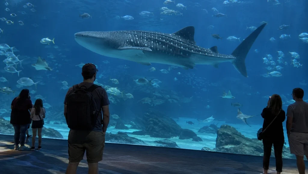 Visitors watching a whale shark through a large viewing window at Georgia Aquarium.